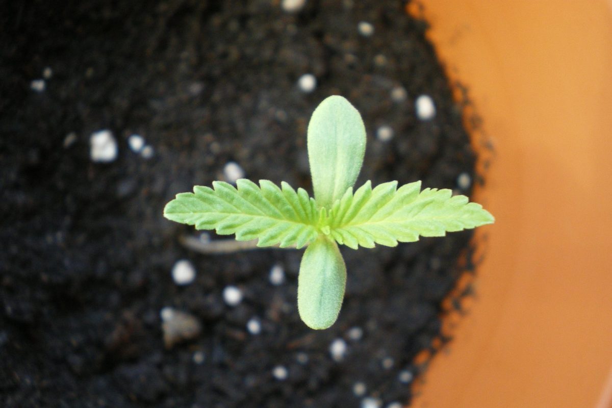 Primer plano de una pequeña plántula de cannabis con sus primeras hojas en una maceta