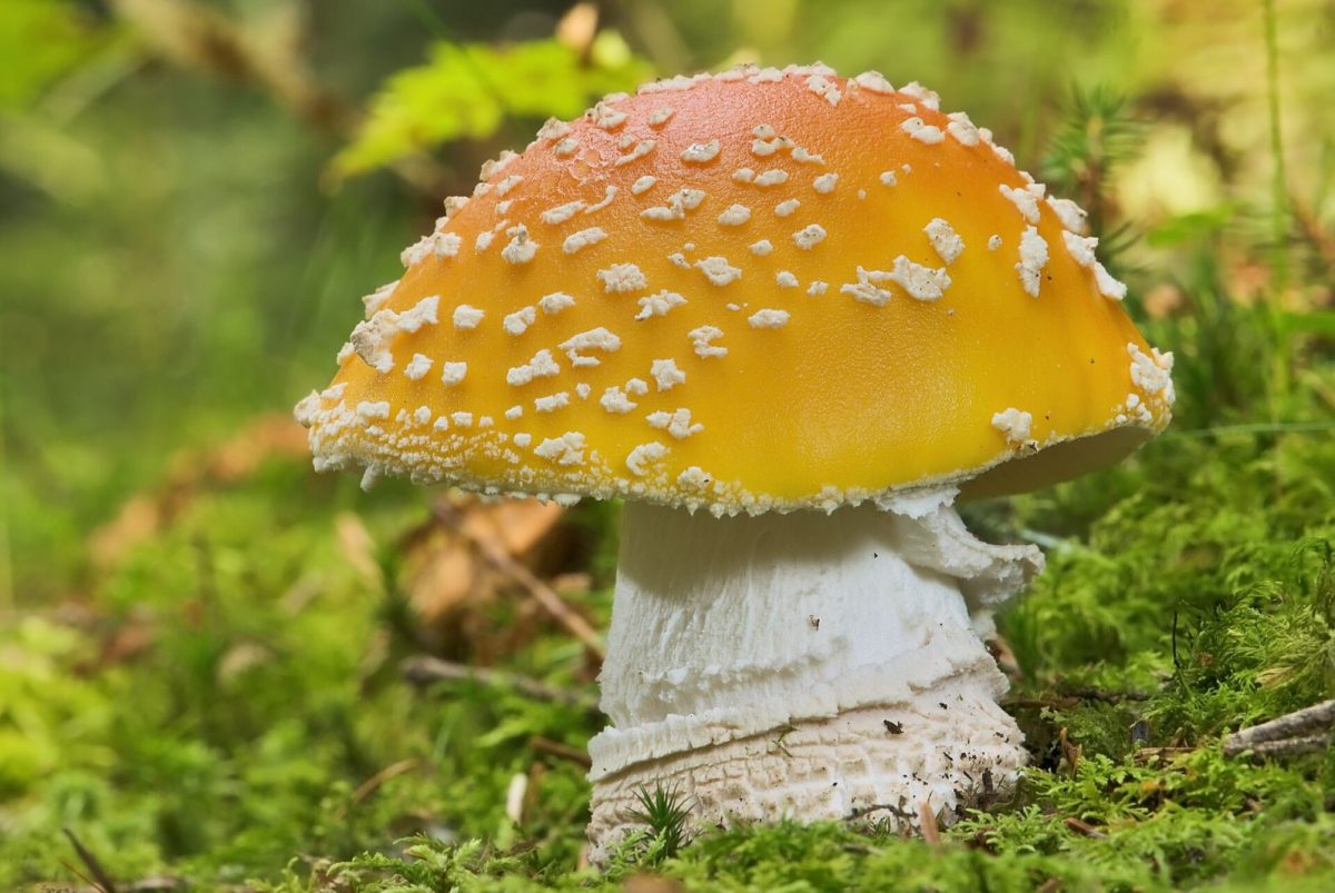 Seta Amanita muscaria de sombrero rojo y anaranjado con motas blancas creciendo entre musgo en un bosque