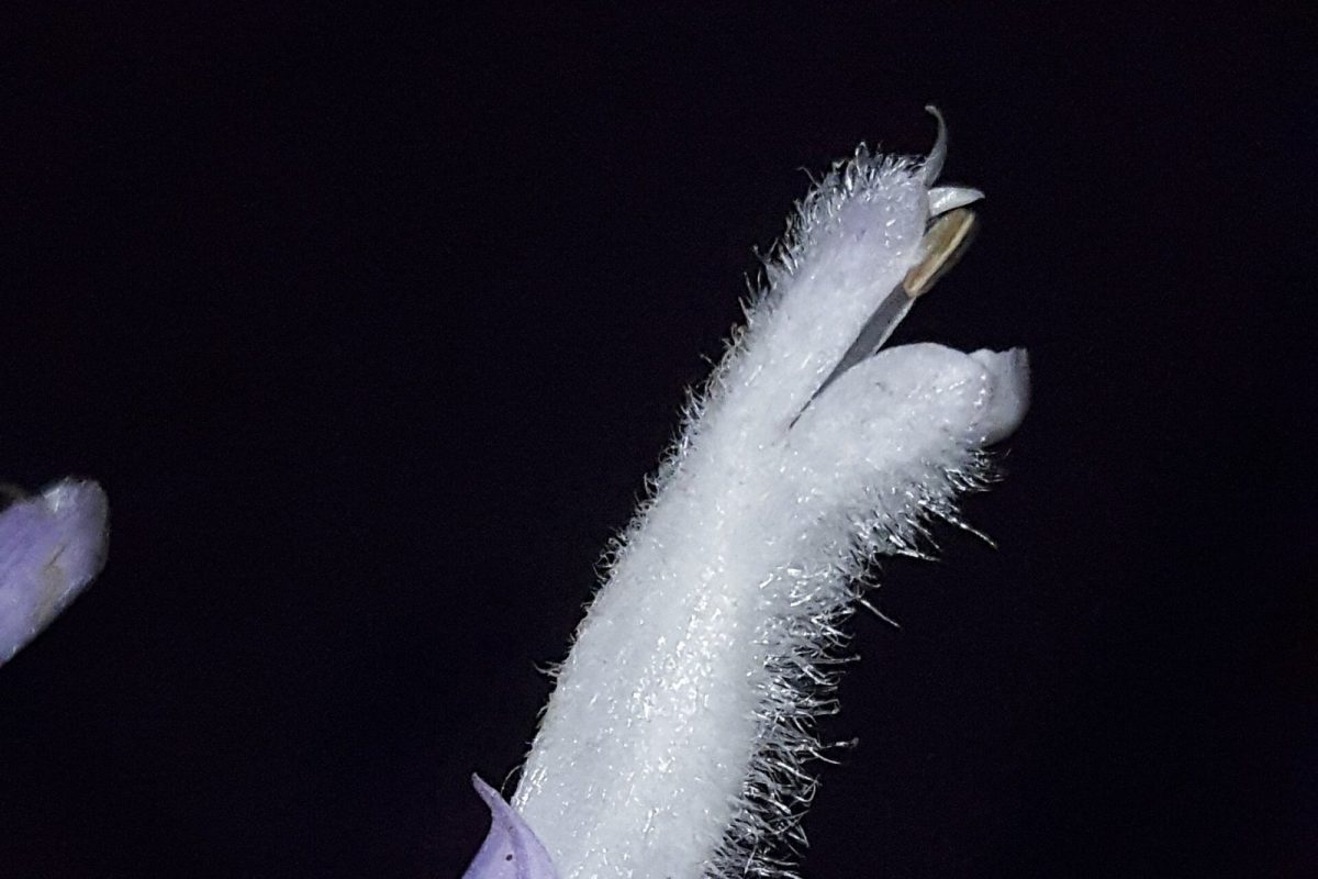 Primer plano de una flor blanca y violeta de Salvia divinorum sobre fondo oscuro