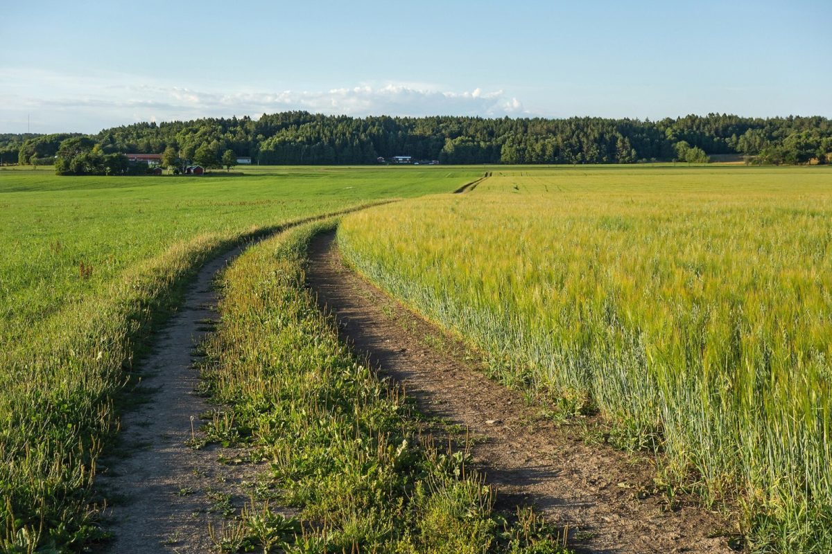 Sendero que atraviesa un campo dorado de centeno y avena al atardecer, con un bosque al fondo