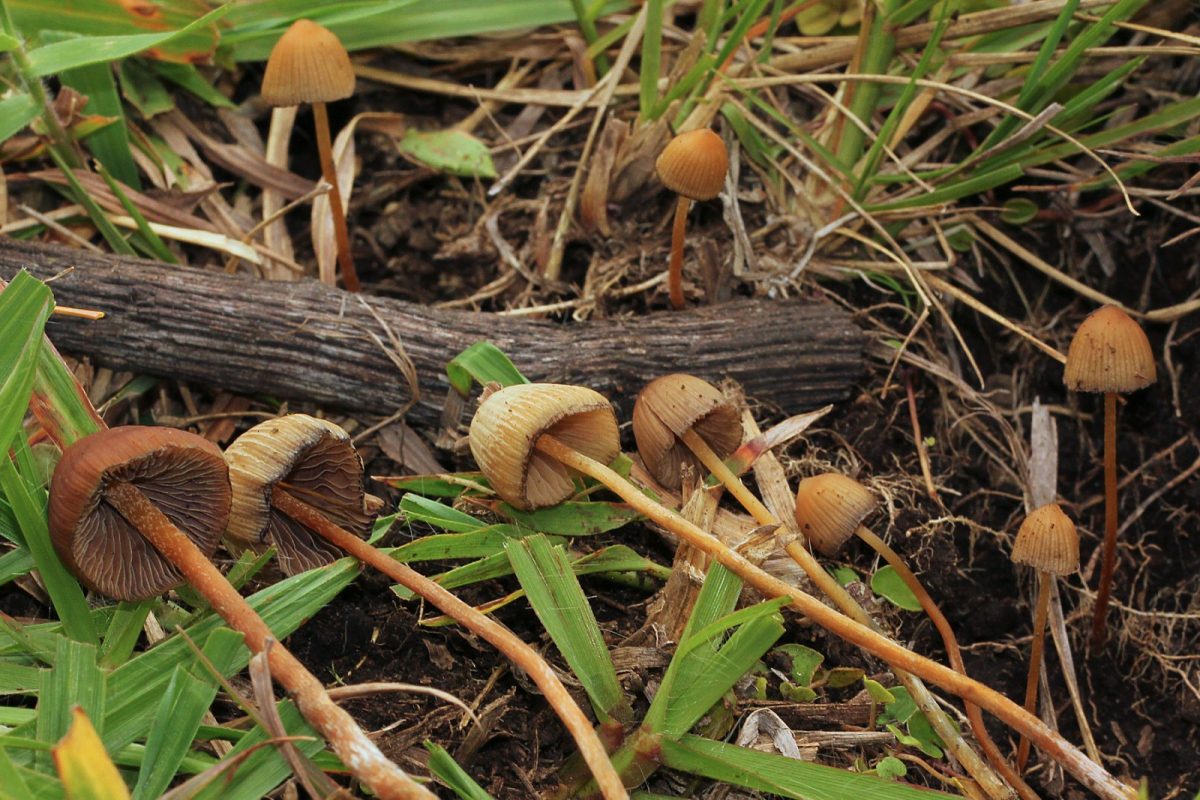 Grupo de pequeños hongos Psilocybe mexicana de sombrero cónico creciendo entre la hierba