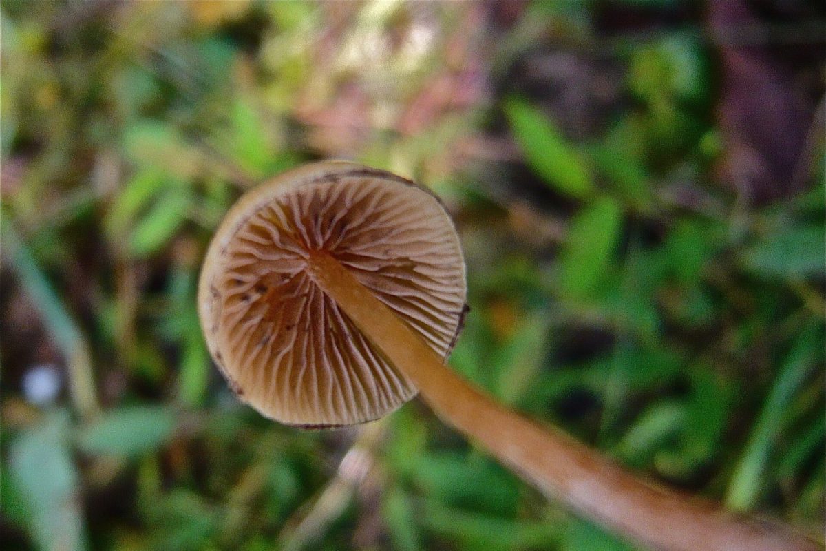 Primer plano de las láminas radiales bajo el sombrero de un hongo Psilocybe mexicana, el teonanácatl mexicano
