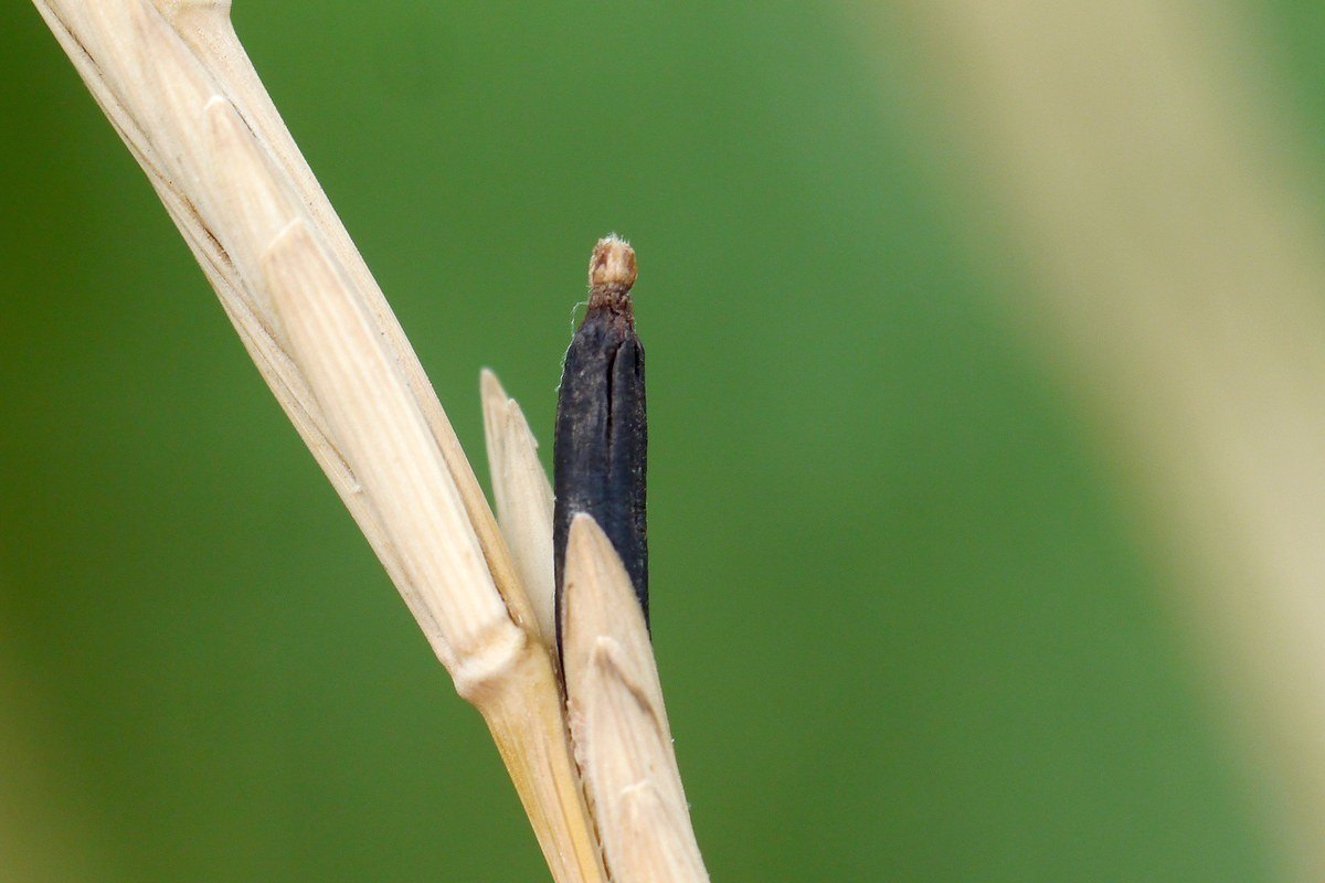 Primer plano de un esclerocio negro y curvado de cornezuelo asomando entre las glumas de una espiga, con fondo verde desenfocado