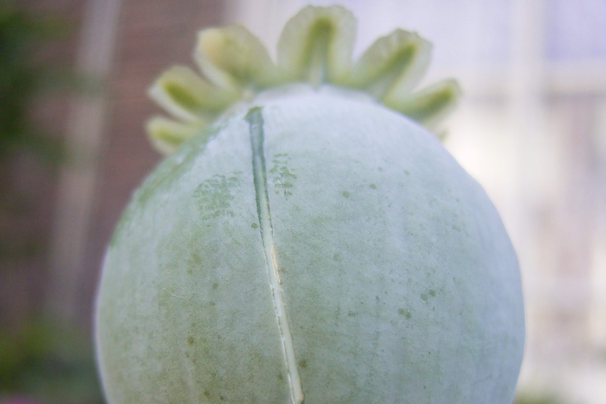 Cápsula verde de adormidera con una gota de látex blanco de opio brotando de un corte