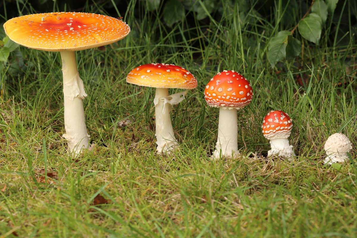 Grupo de setas de Amanita muscaria de sombrero rojo con motas blancas, en distintos estados de crecimiento sobre hierba