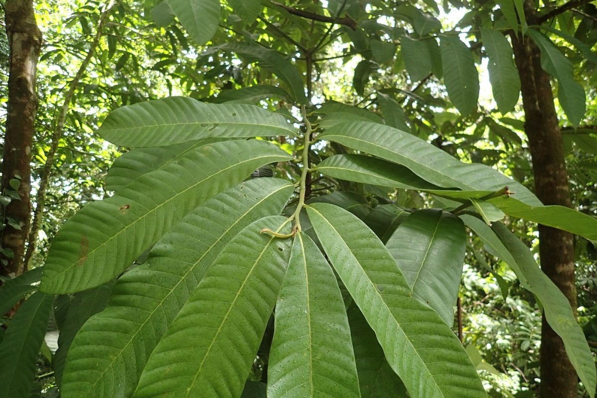 Rama con grandes hojas verdes de un árbol de virola bajo la luz del dosel de la selva amazónica