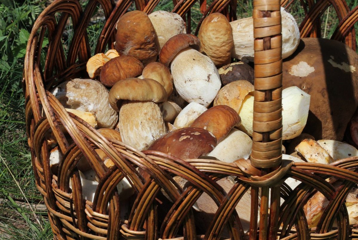 Cesta de mimbre llena de setas boletus recién recolectadas en el bosque