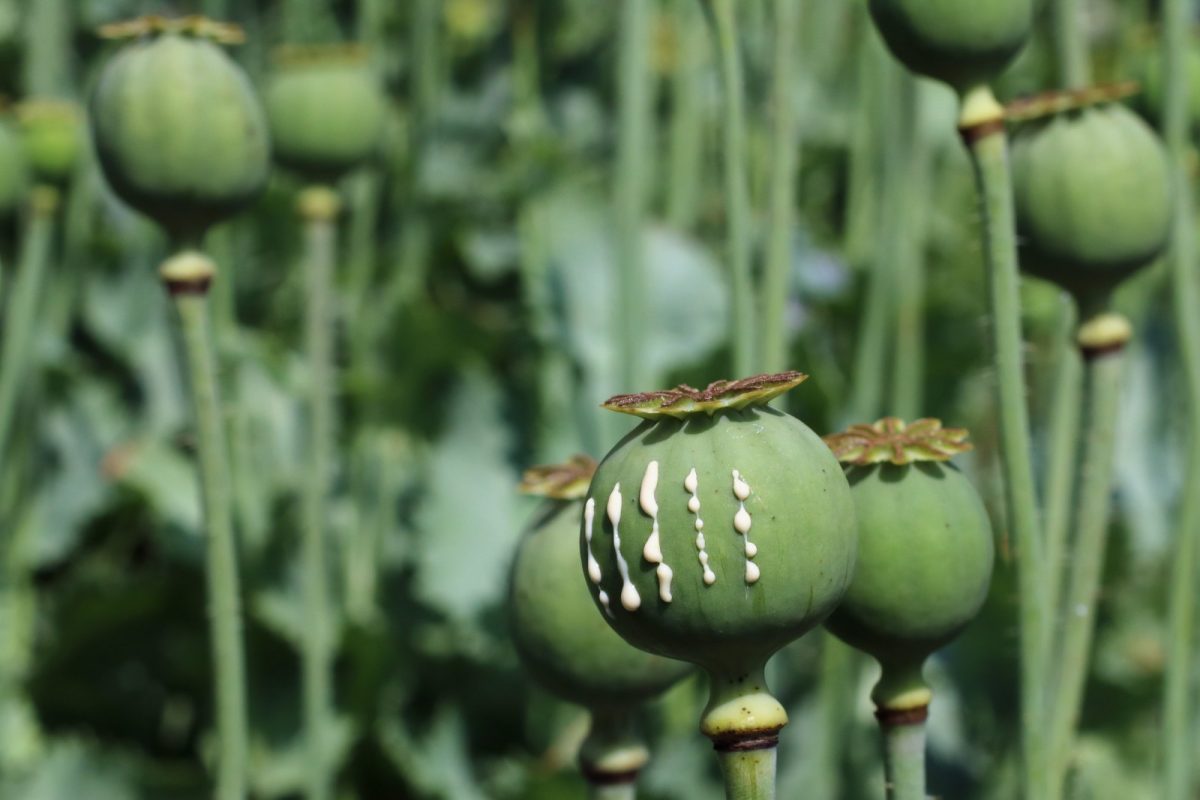 Cápsula verde de adormidera (Papaver somniferum) con incisiones de las que exuda el látex de opio