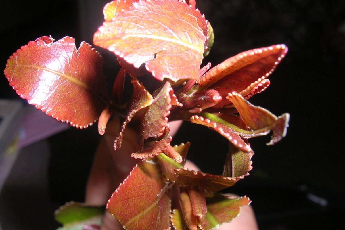 Ramillete de hojas rojizas y brillantes recién cortadas de la planta de khat