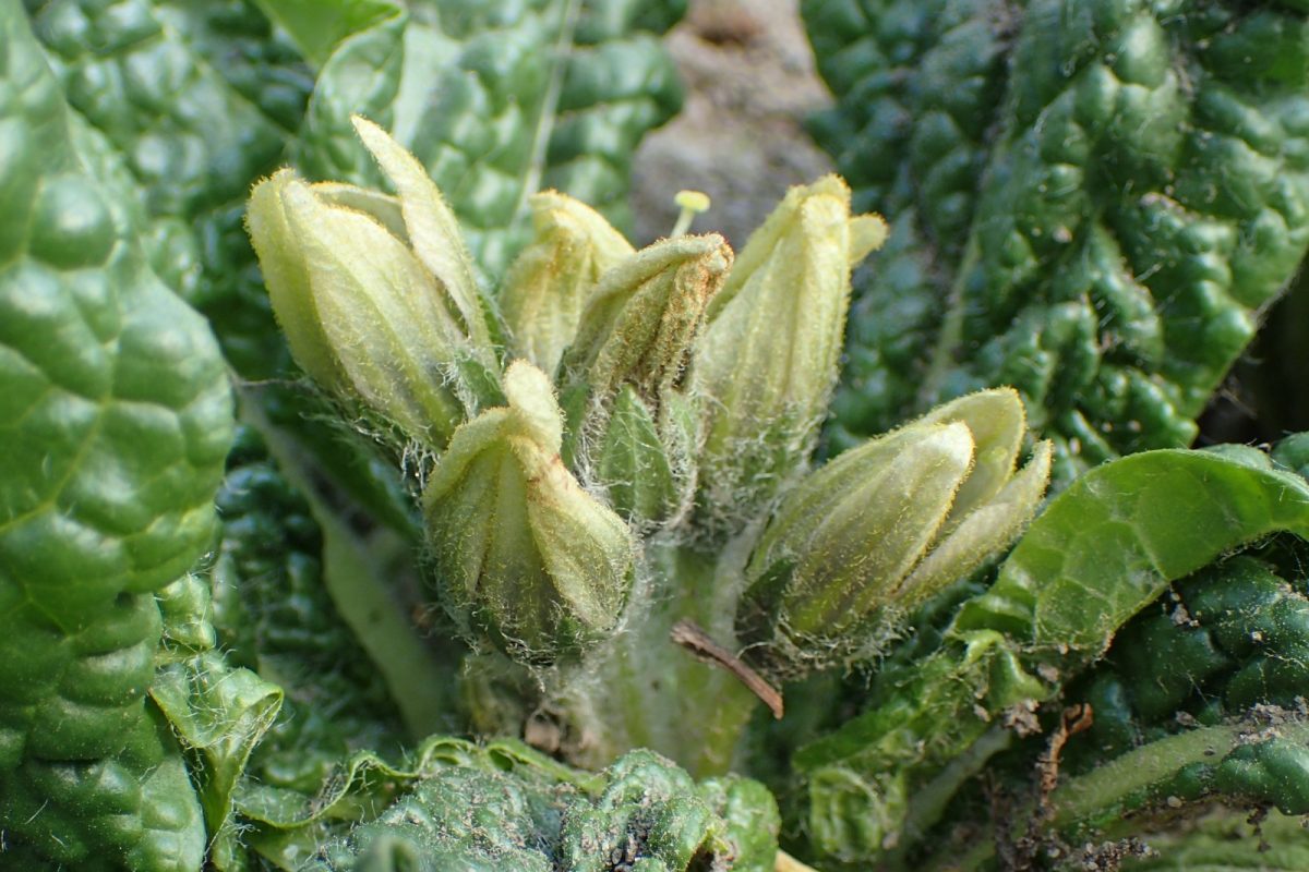 Brotes florales vellosos de la mandrágora (Mandragora officinarum), enteógeno de la vieja Europa mediterránea