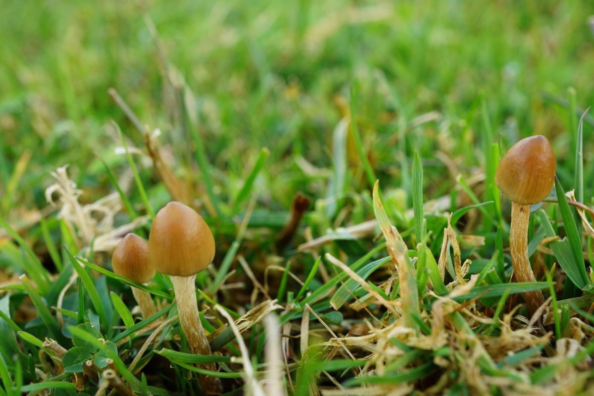 Primer plano de dos pequeñas setas de sombrero cónico color miel creciendo entre la hierba