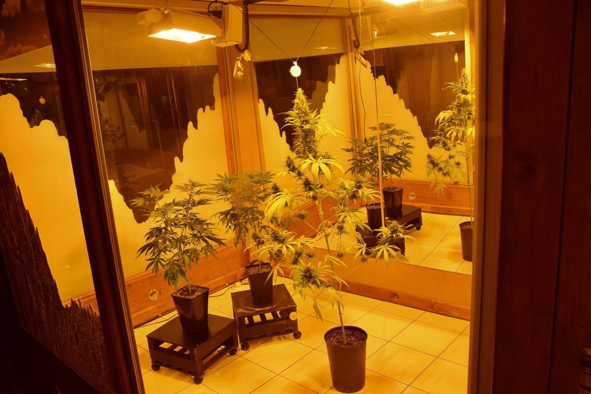 Plantas de cannabis vivas creciendo bajo luces de cultivo dentro de una vitrina del museo del cáñamo de Ámsterdam