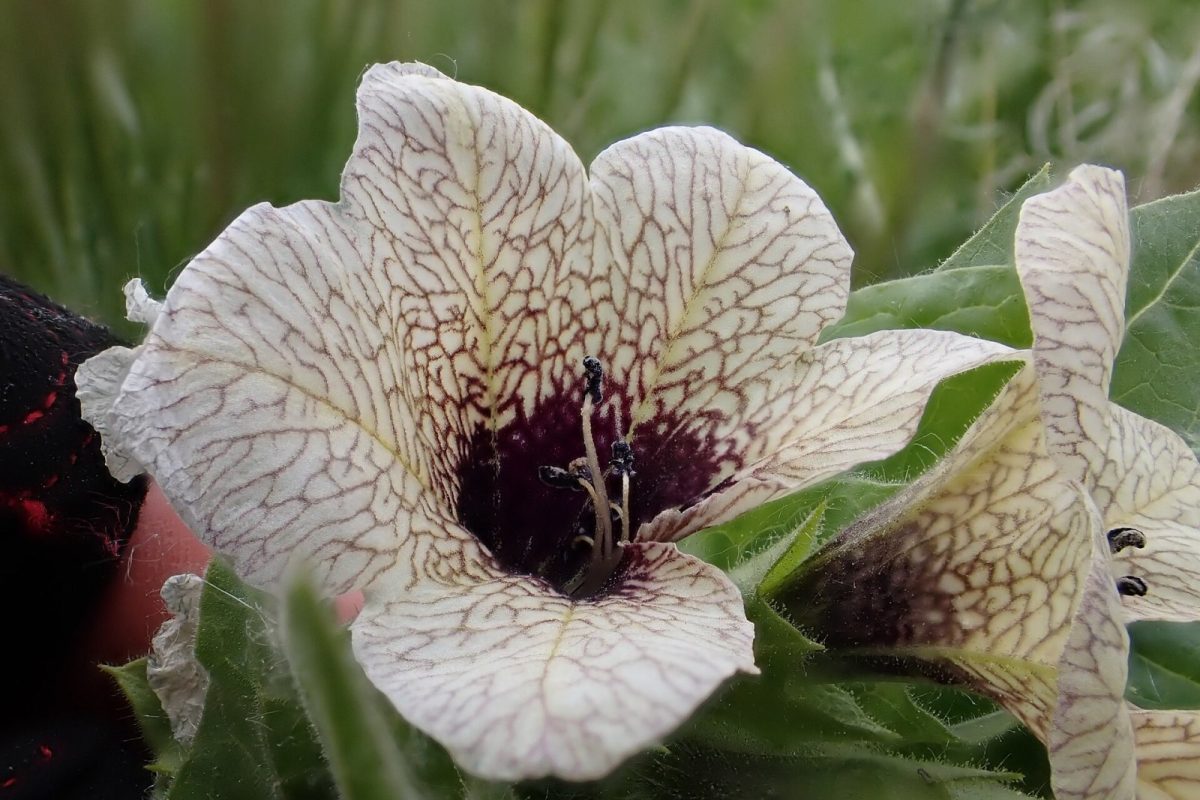 Primer plano de una flor de beleño negro con pétalos crema veteados de púrpura y centro oscuro