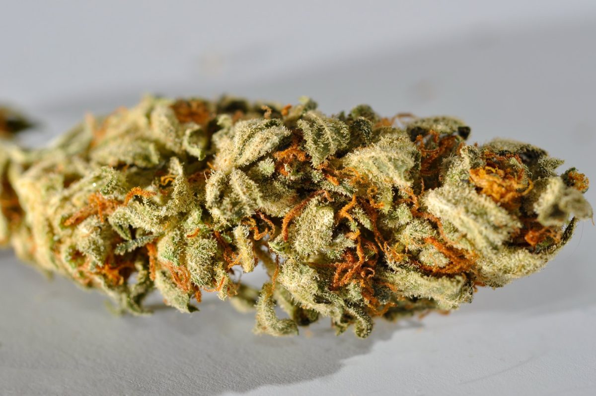 Primer plano macro de un cogollo de cannabis cubierto de tricomas, con pistilos anaranjados
