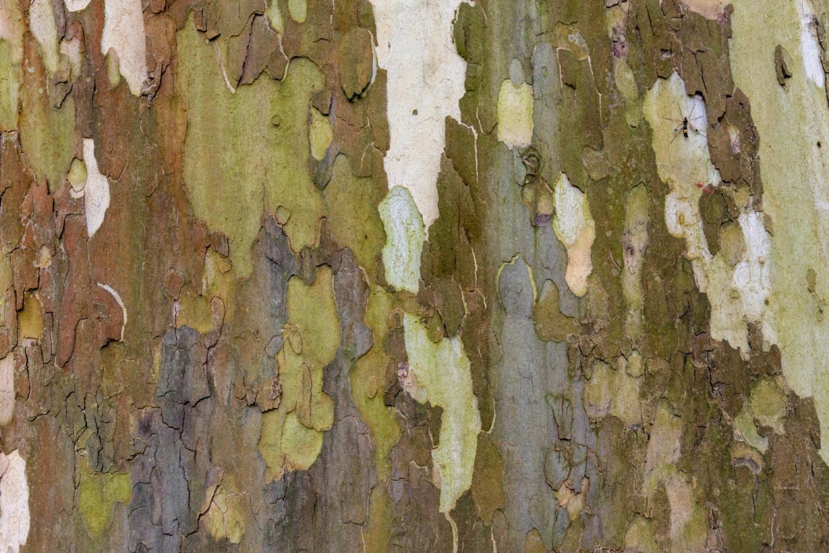 Textura macro de corteza de árbol desprendida, con placas de colores marrones, verdosos y grises