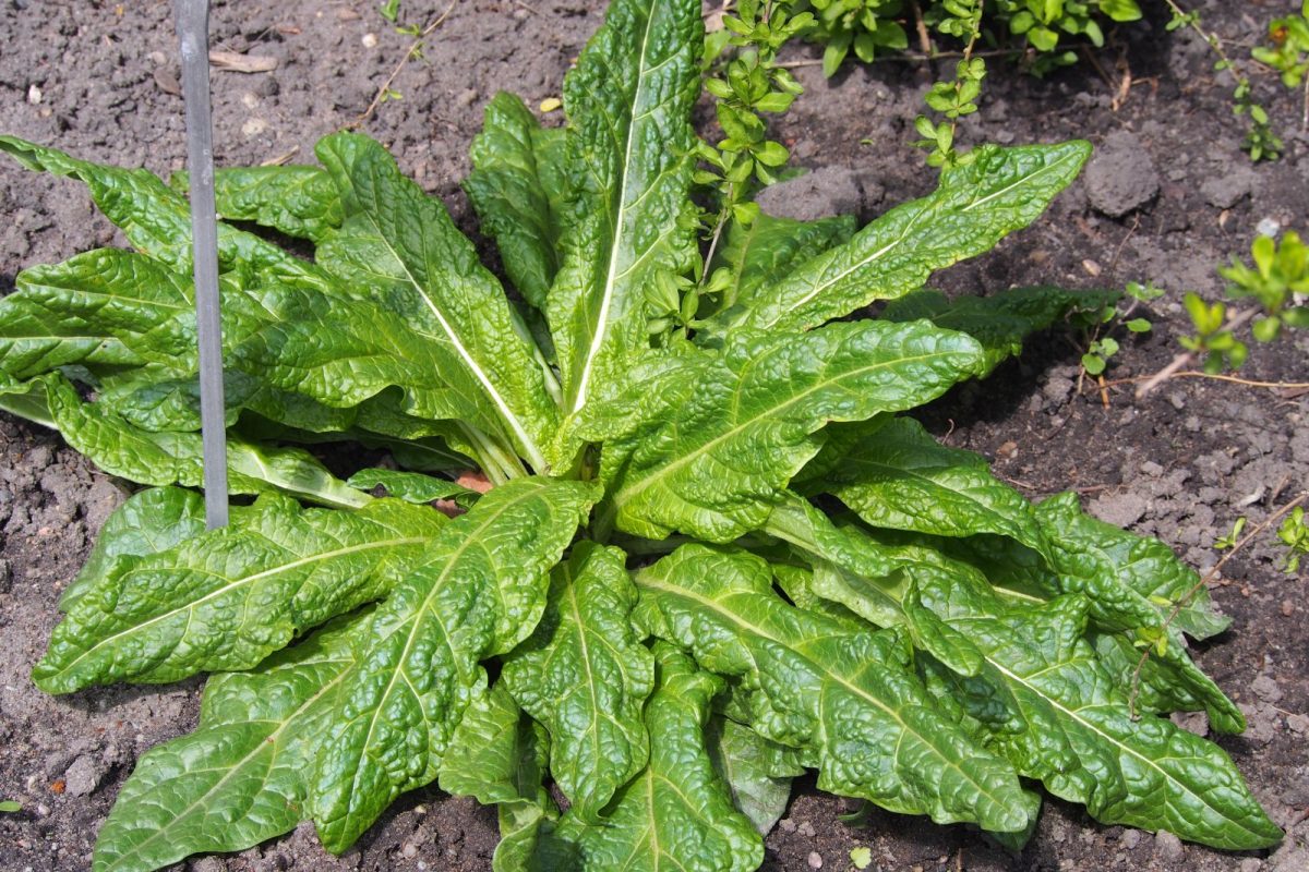 Roseta de hojas verdes grandes y rugosas de una planta de mandrágora (Mandragora officinarum) creciendo en tierra