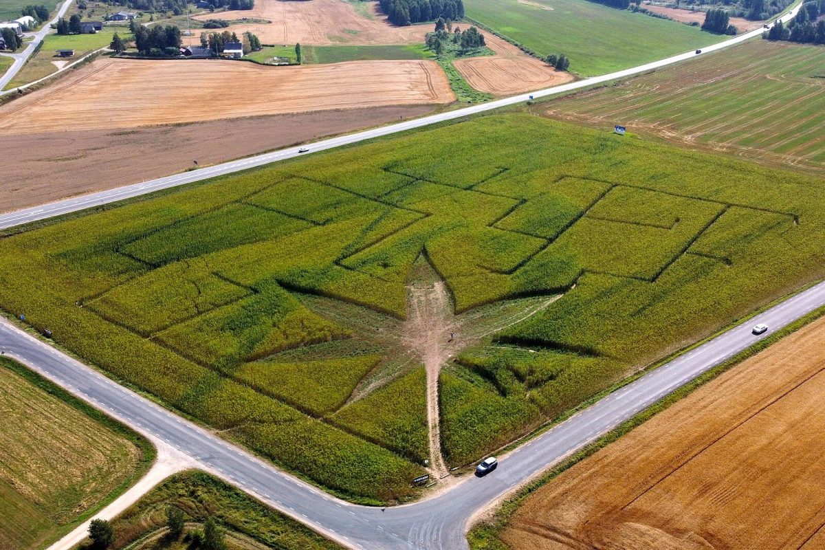 Vista aérea de un campo de cáñamo con un laberinto trazado en forma de hoja de cannabis, cruzado por carreteras