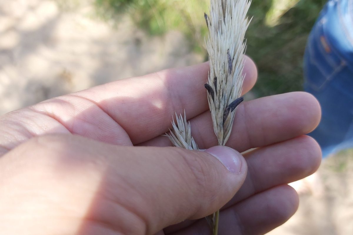 Cornezuelo del centeno (Claviceps purpurea) sostenido en una mano, el hongo del que Albert Hofmann sintetizó la LSD