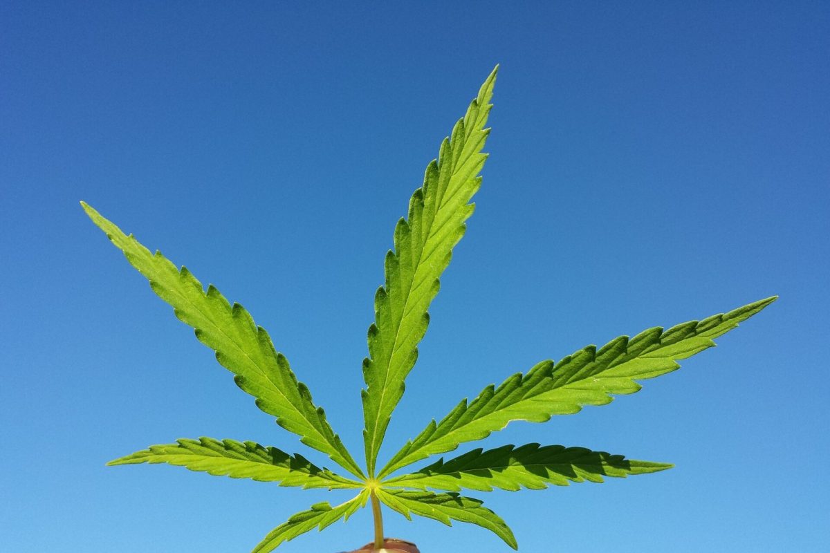 Mano sosteniendo una hoja de cannabis sativa contra un cielo azul despejado