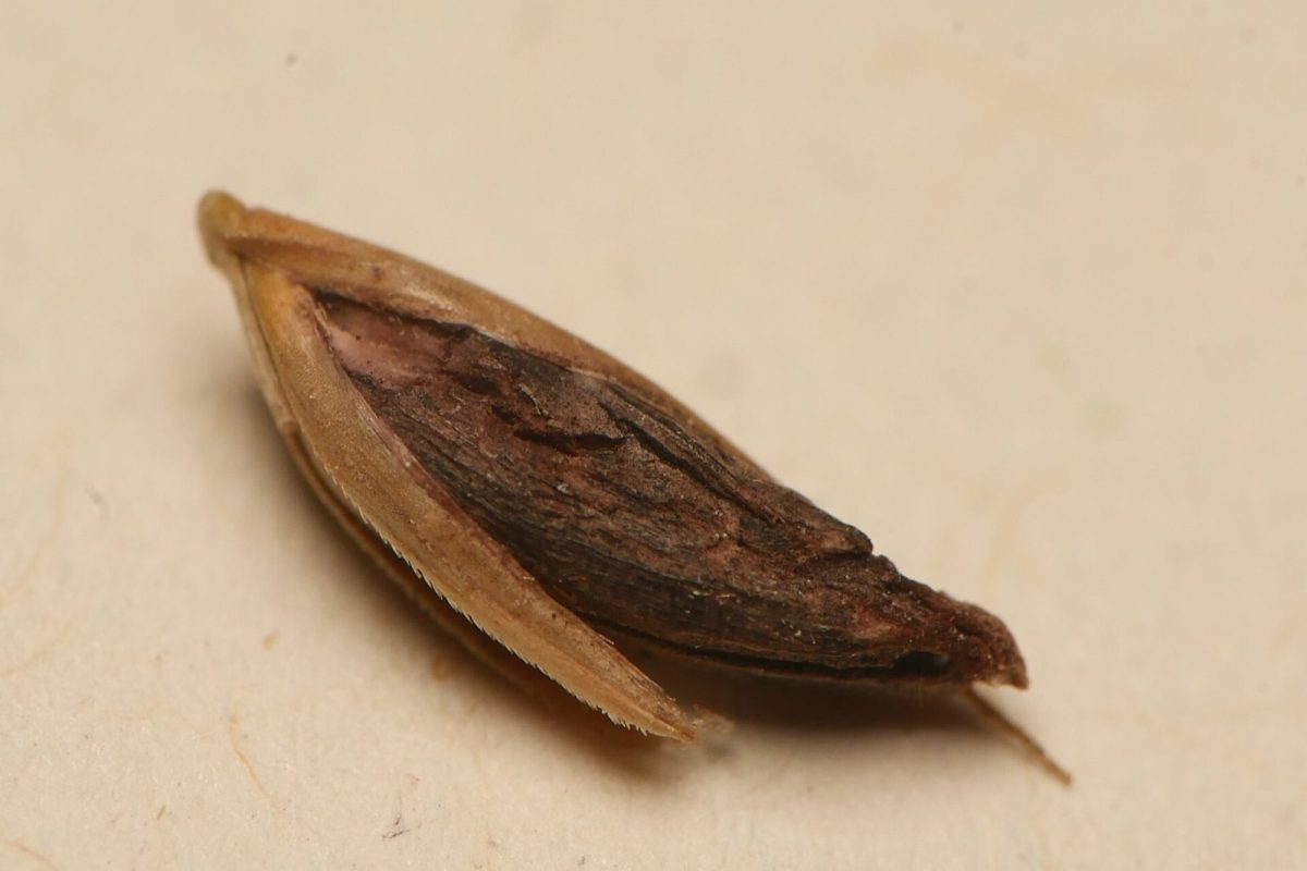 Primer plano de un esclerocio seco de cornezuelo del centeno (Claviceps purpurea) sobre fondo claro
