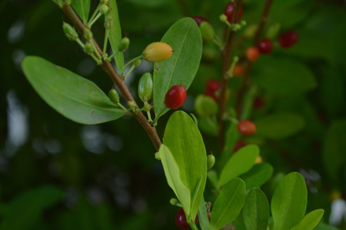 Rama de coca con hojas verdes y frutos rojos y amarillos madurando, en primer plano