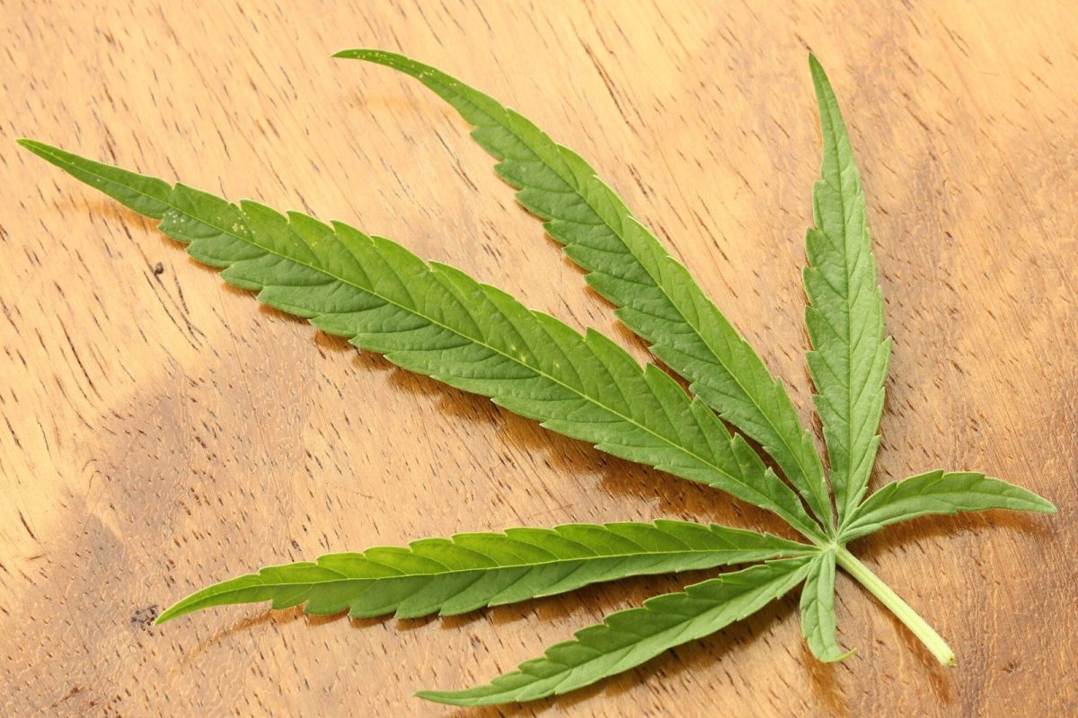 Primer plano de una hoja de cannabis con sus foliolos dentados sobre una superficie de madera
