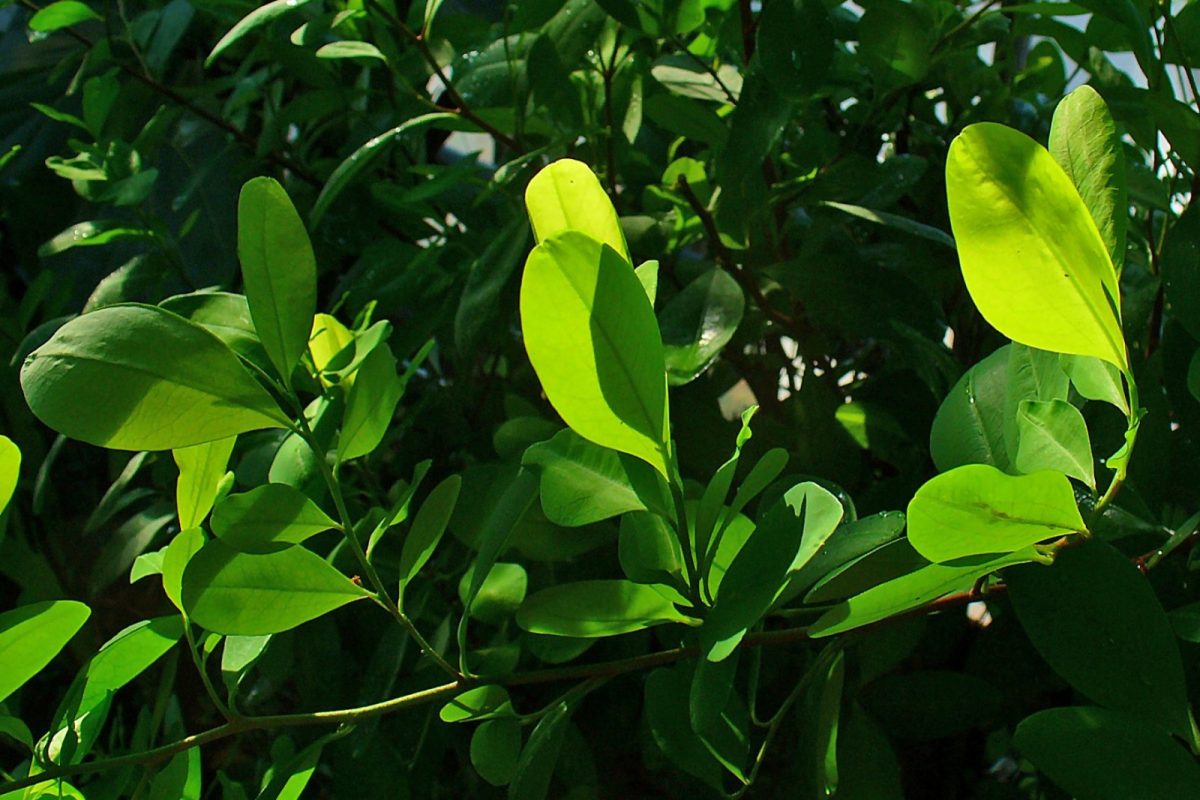 Ramas y hojas de la planta de coca (Erythroxylum coca) iluminadas por el sol entre el follaje