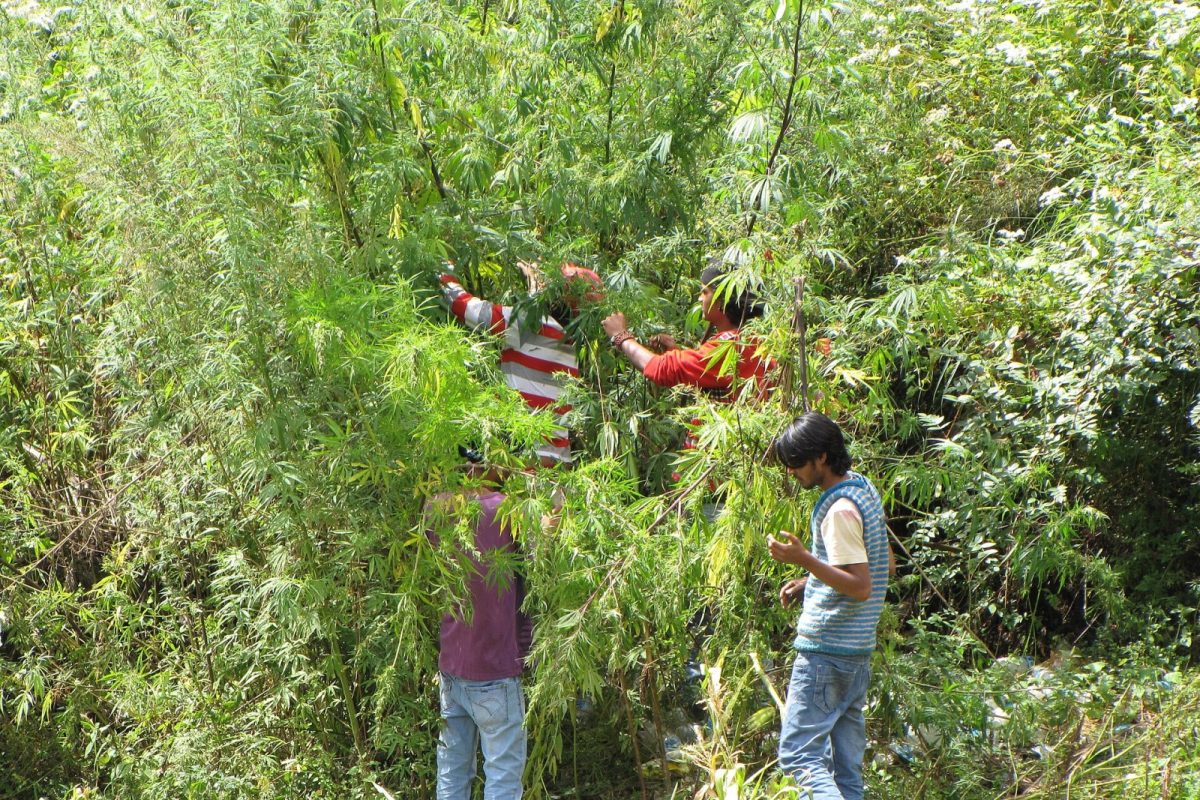 Varios hombres recolectan a mano plantas de cannabis entre la vegetación para elaborar hachís de forma artesanal en un valle de montaña