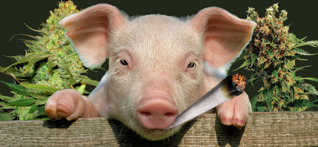 Cerdo Loco al Cannabis