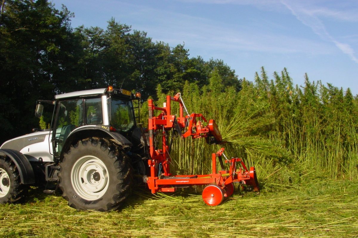 Tractor agrícola cosechando un campo de cáñamo industrial en Francia, con la maquinaria roja recogiendo los tallos
