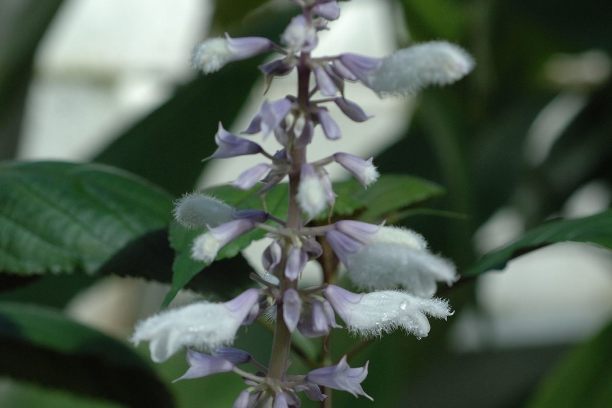 Espiga floral de Salvia divinorum con flores blancas y pétalos violáceos, rodeada de hojas verdes, fotografiada de cerca con fondo desenfocado.