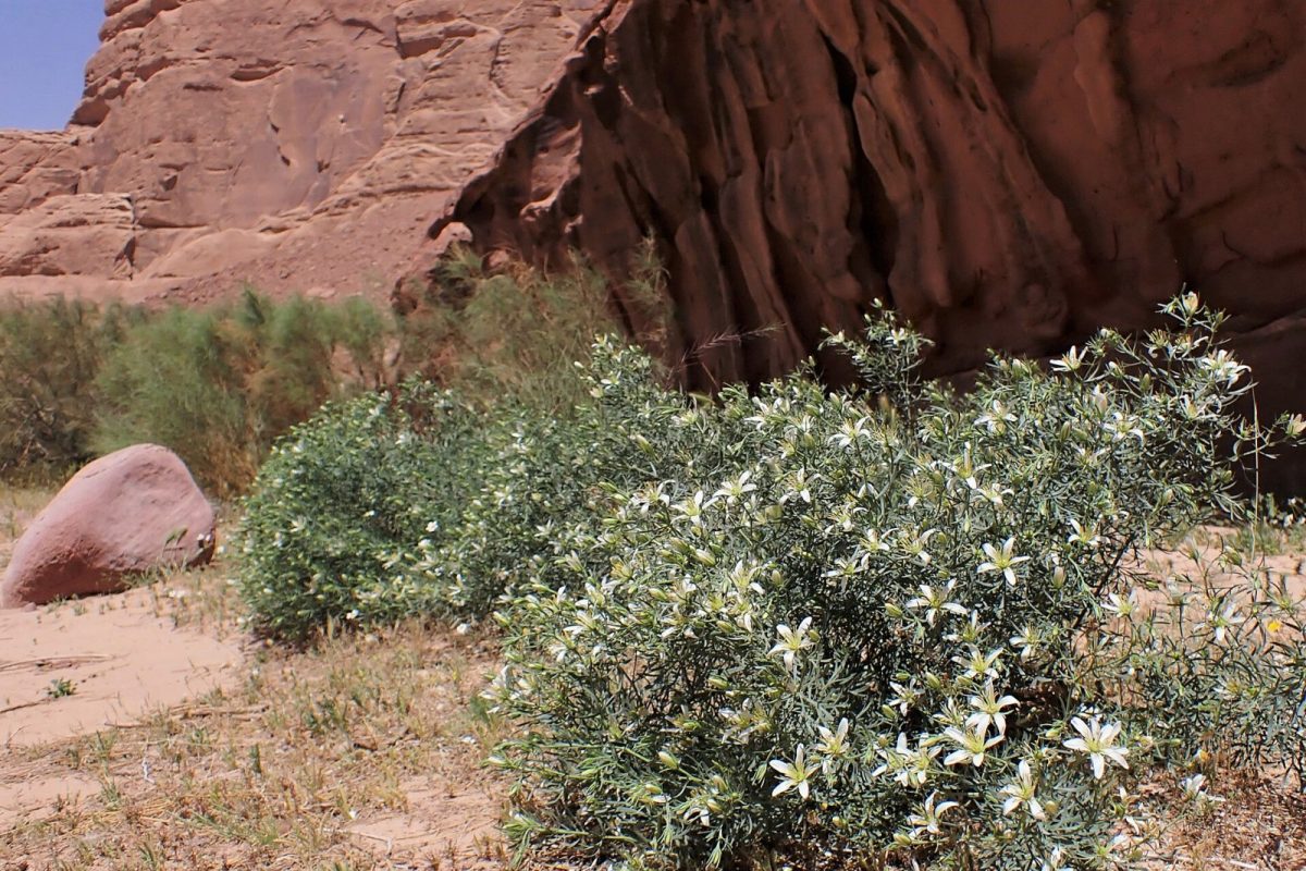 Arbusto de Peganum harmala (hármel) en flor, con pequeñas flores blancas, creciendo entre rocas del desierto