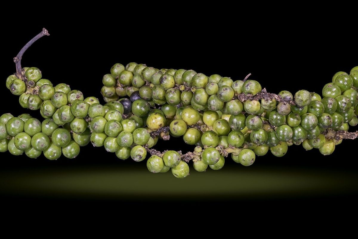 Racimo de frutos frescos verdes de Piper nigrum sobre fondo oscuro