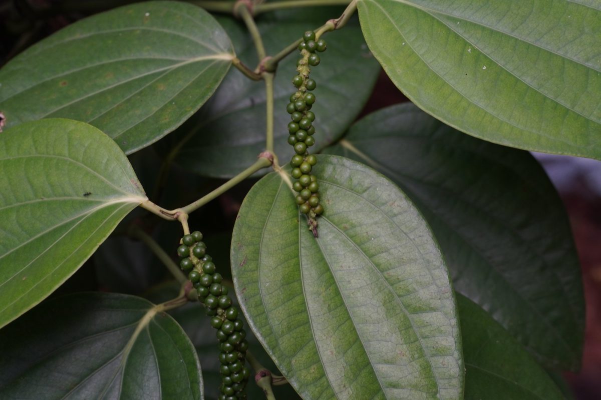 Racimos de frutos verdes de pimienta negra (Piper nigrum) colgando entre las hojas de la planta