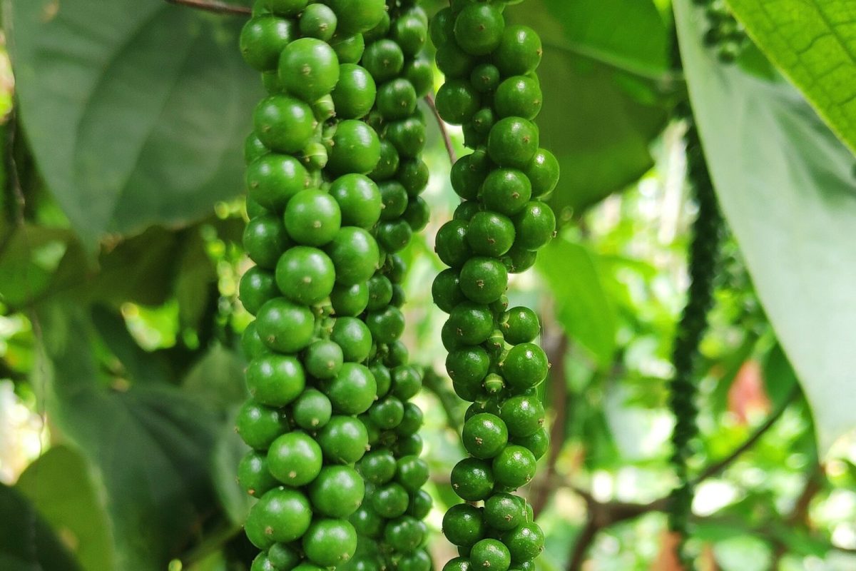 Largos racimos de pimienta verde colgando de la planta entre hojas frondosas