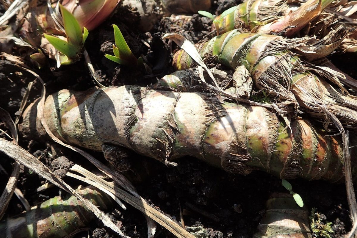 Rizomas de cálamo aromático recién extraídos de la tierra, con brotes verdes emergiendo