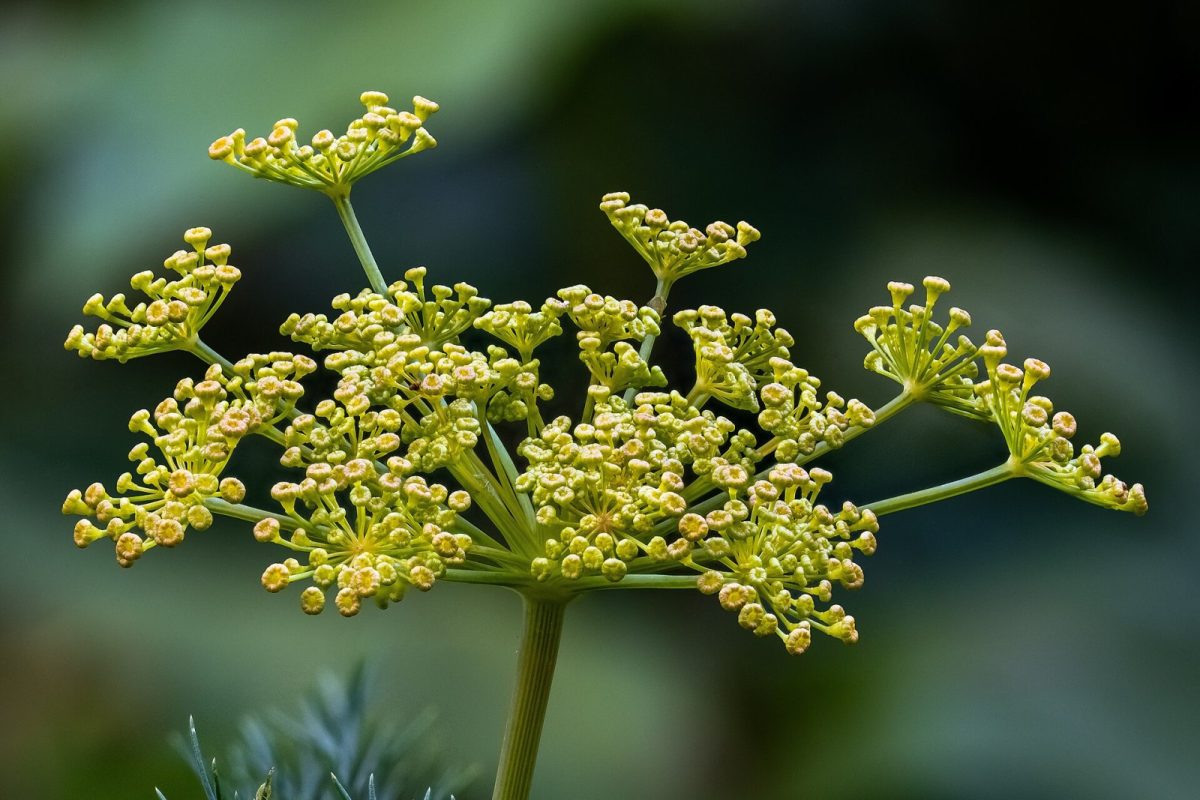 Primer plano de la umbela floral amarilla del eneldo (Anethum graveolens), planta que contiene dilapiol