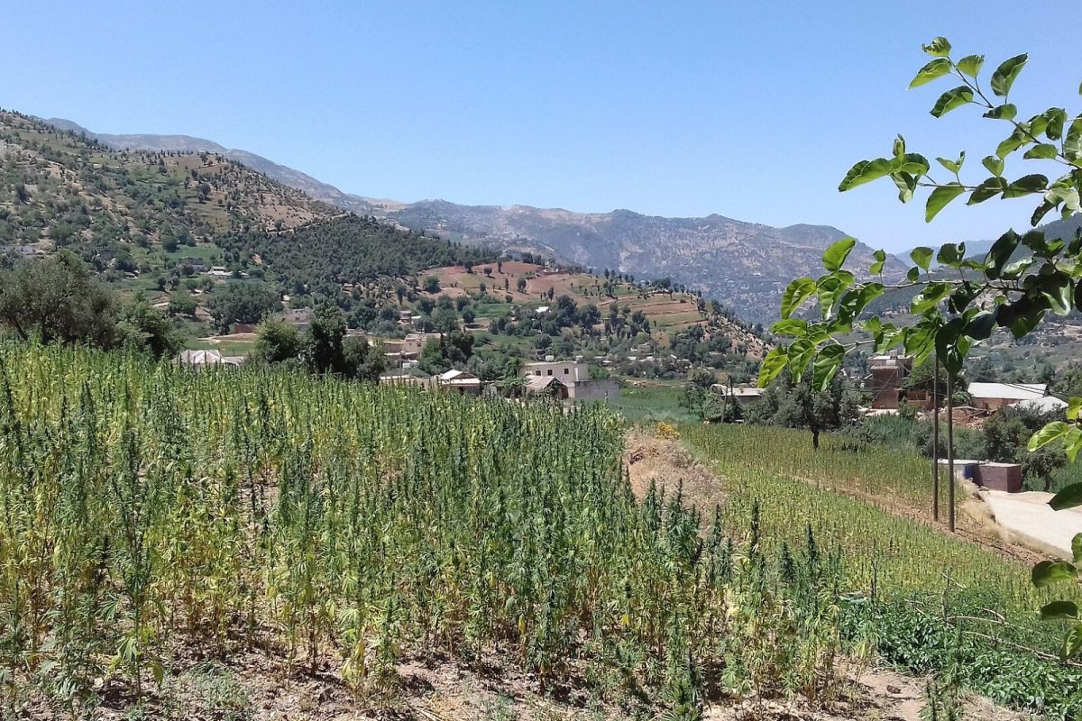 Campo de plantas de cáñamo cultivadas en terrazas de montaña, con un pequeño pueblo al fondo