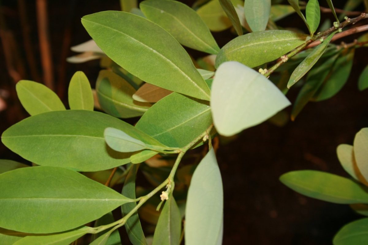 Primer plano de las hojas verdes y brillantes de la planta de coca (Erythroxylum coca)
