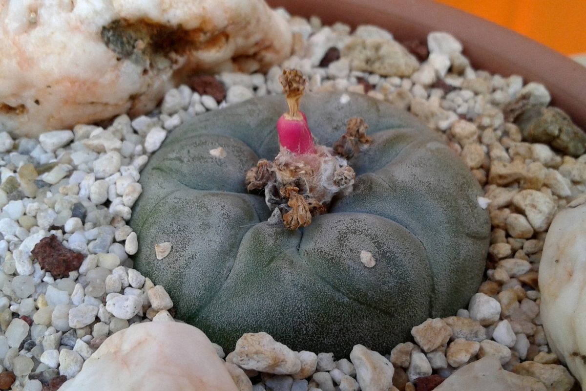 Cactus peyote de forma globular y superficie grisácea, con los restos secos de una flor rosada en el centro, plantado en una maceta con grava