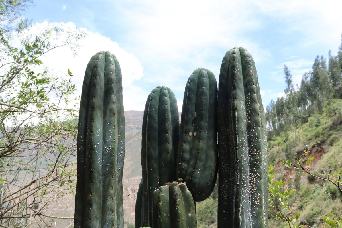 Varios ejemplares de cactus columnar San Pedro (Echinopsis pachanoi) creciendo en un paisaje montañoso andino