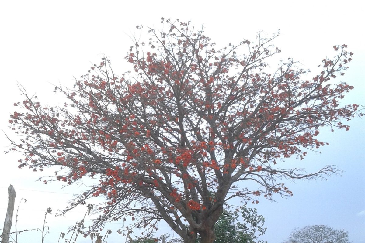 Árbol de mulungu (Erythrina velutina) en plena floración, con racimos de flores rojas y anaranjadas, junto a un camino de tierra en el interior de Brasil.