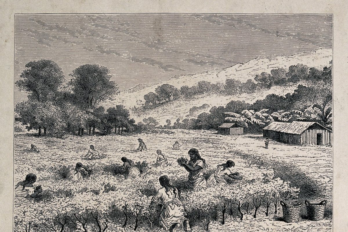Grabado del siglo XIX que muestra a mujeres recolectando hojas de coca en un campo de Bolivia, con cestos y cabañas al fondo