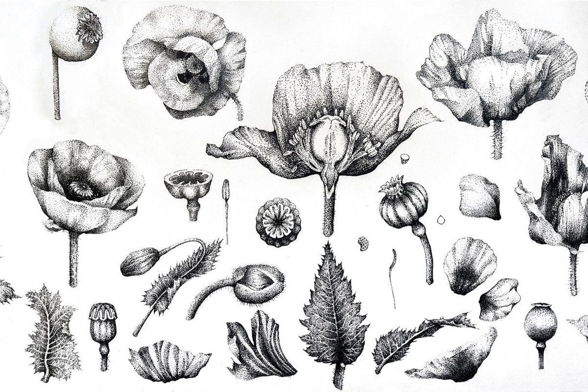 Ilustración científica a tinta de varias flores, cápsulas y hojas de la planta Papaver somniferum (adormidera)