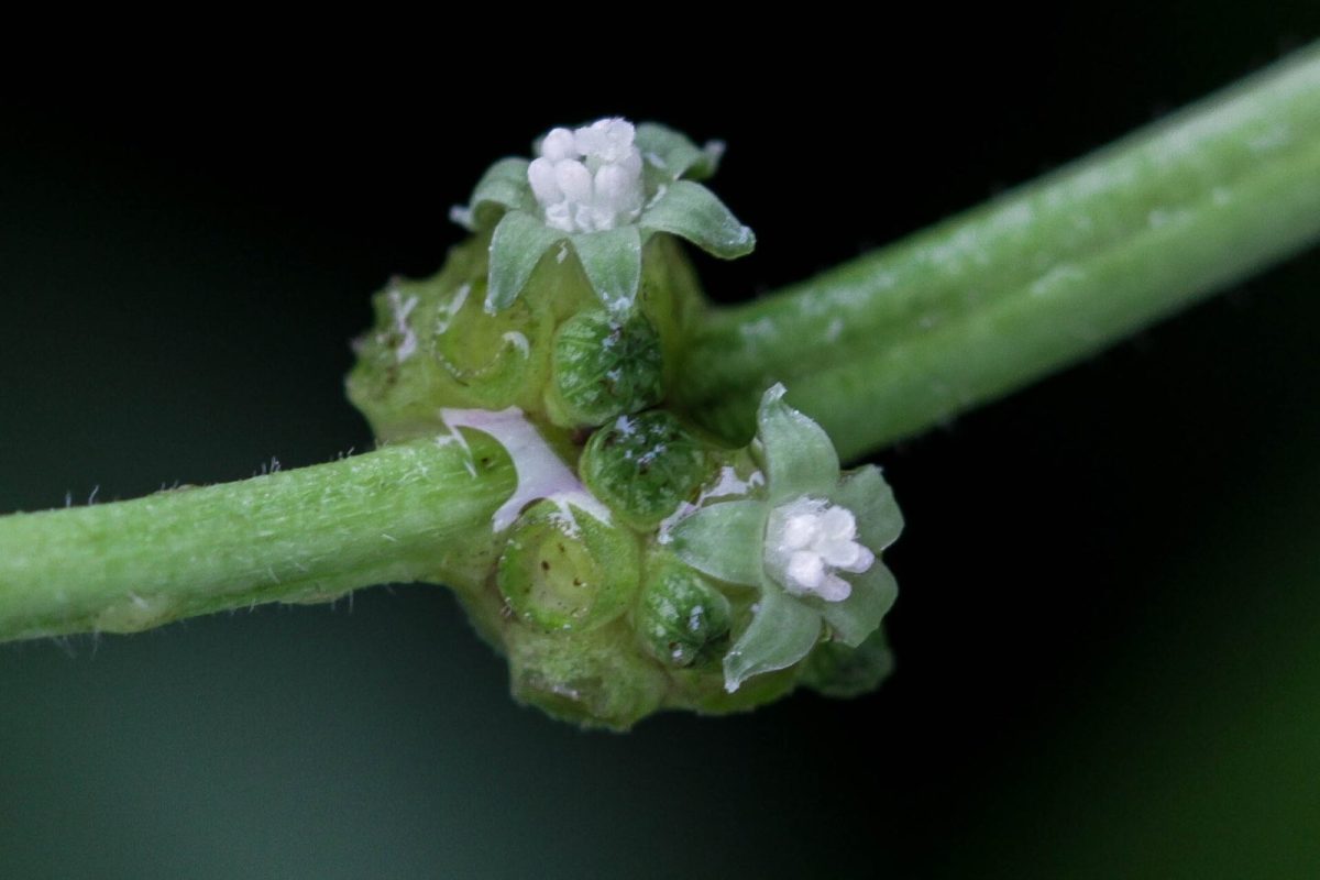 Primer plano de las pequeñas flores blancas y brotes verdes de la planta Psychotria viridis (chacruna) sobre un tallo