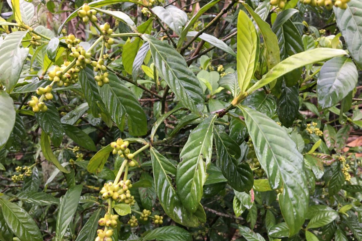 Rama de chacruna (Psychotria viridis) con hojas verdes brillantes y pequeños frutos amarillos, fotografiada en su hábitat natural