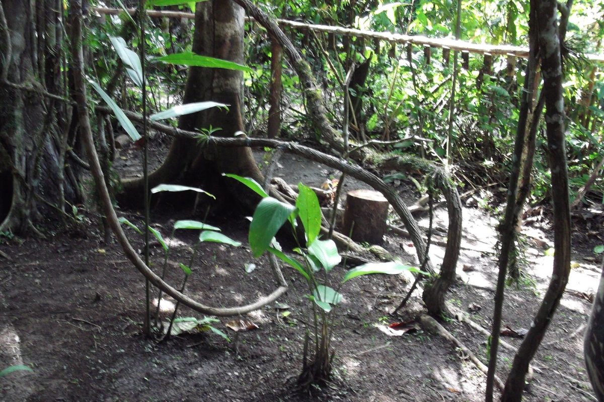 Interior de la selva amazónica con lianas retorcidas, troncos y vegetación densa en el sotobosque