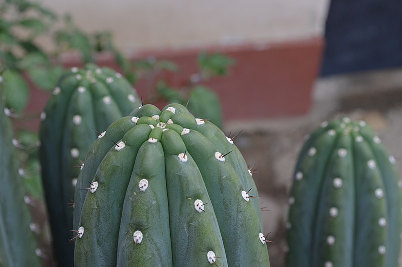 Preparación de San Pedro