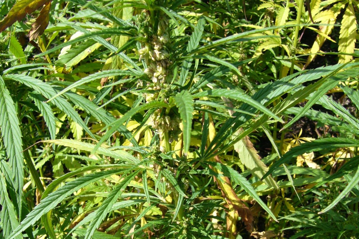 Planta de cannabis frondosa iluminada por el sol en un cultivo al aire libre