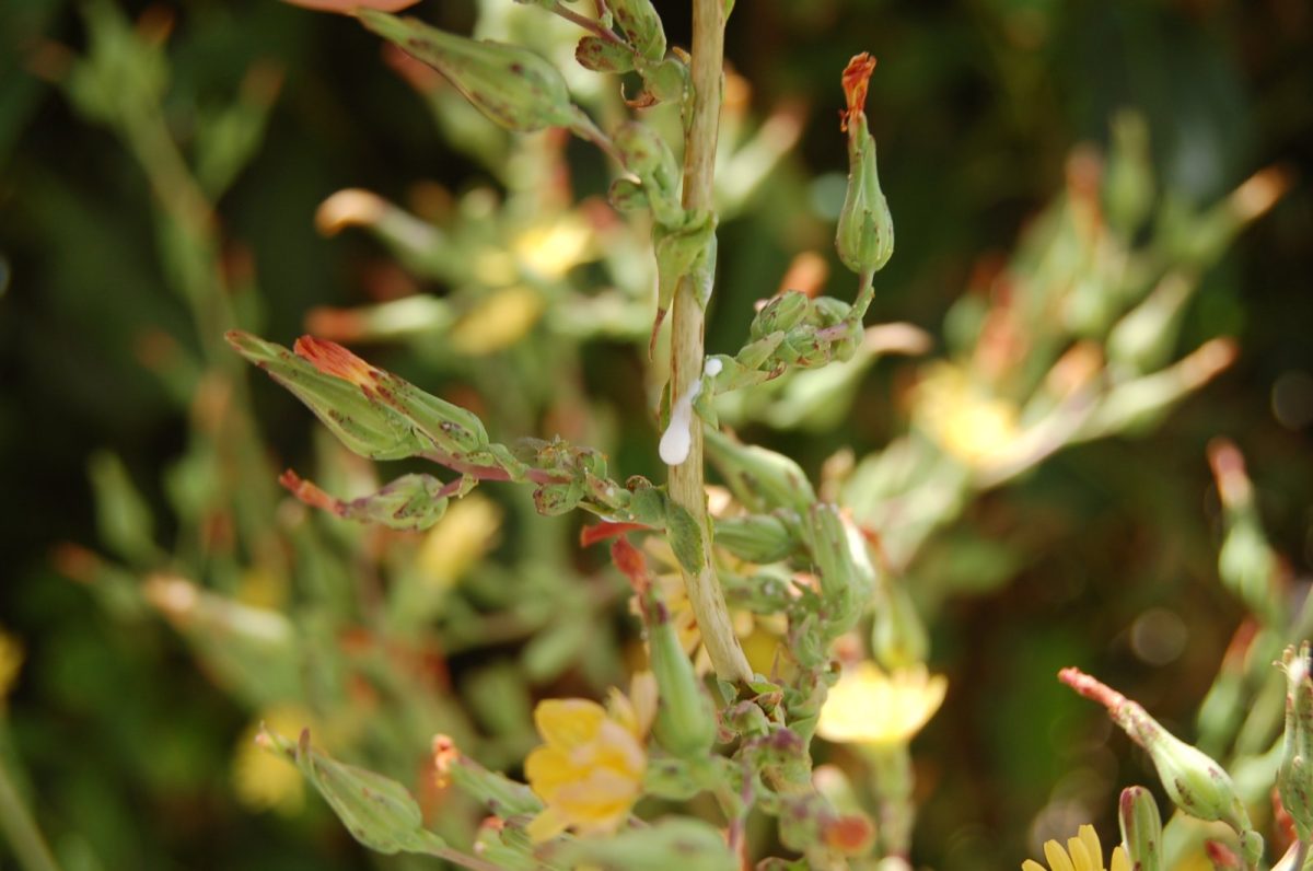 Tallo de lechuga silvestre (Lactuca virosa) del que brota una gota de látex blanco, la savia con la que se elabora el lactucario
